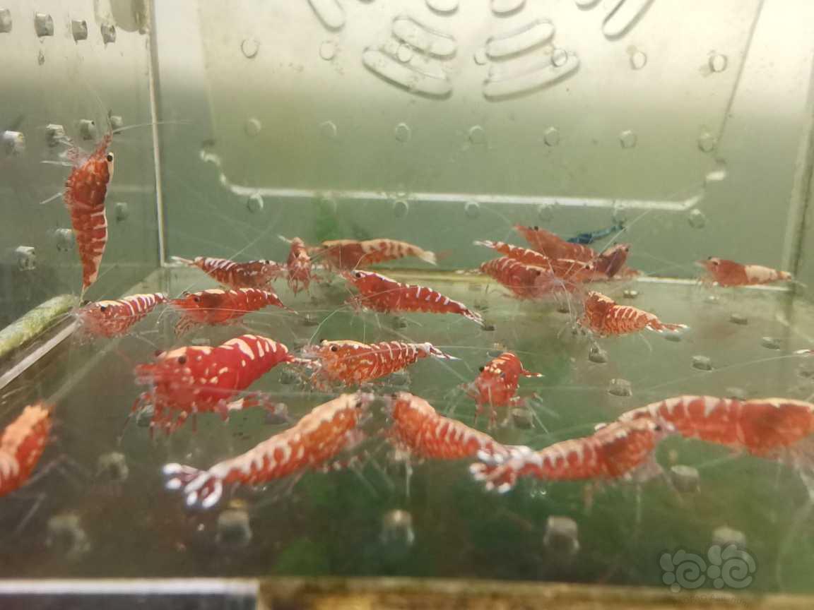 【虾】2021-07-13＃RMB拍卖红银河淘汰虾25只-图2