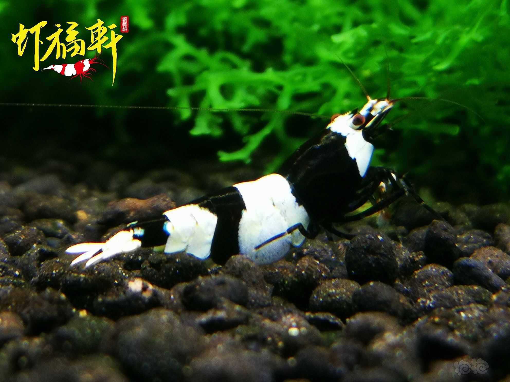 黑白水晶虾的美!