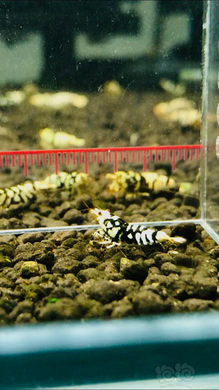 【虾】2021-07-08#RMB拍卖黑花虎一份-图4