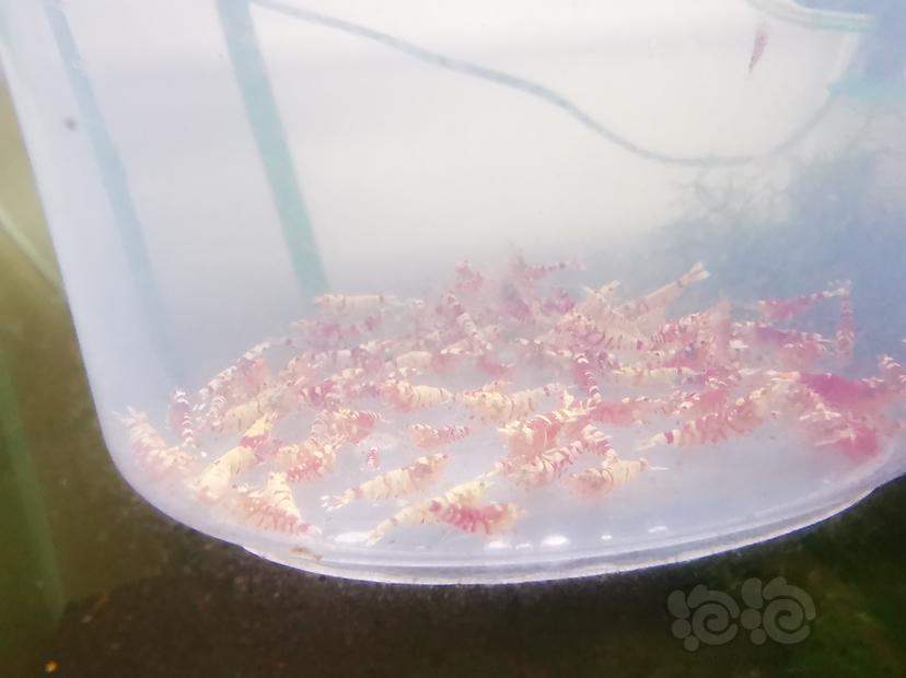 【虾】2021-07-06#RMB拍卖红花虎淘汰一组100只-图4