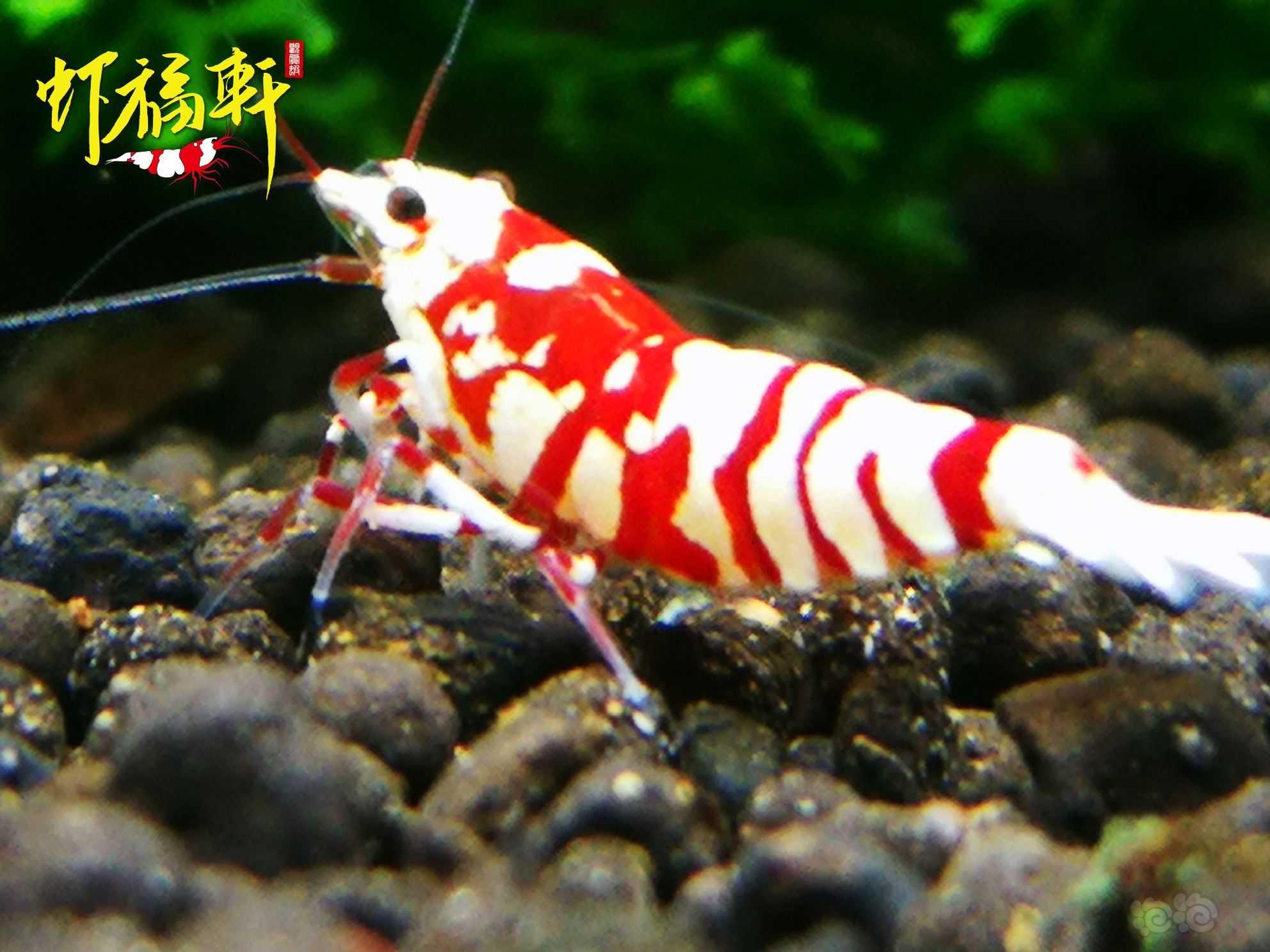 【虾】2021-07-25#RMB拍卖#红花虎新成2只-图3