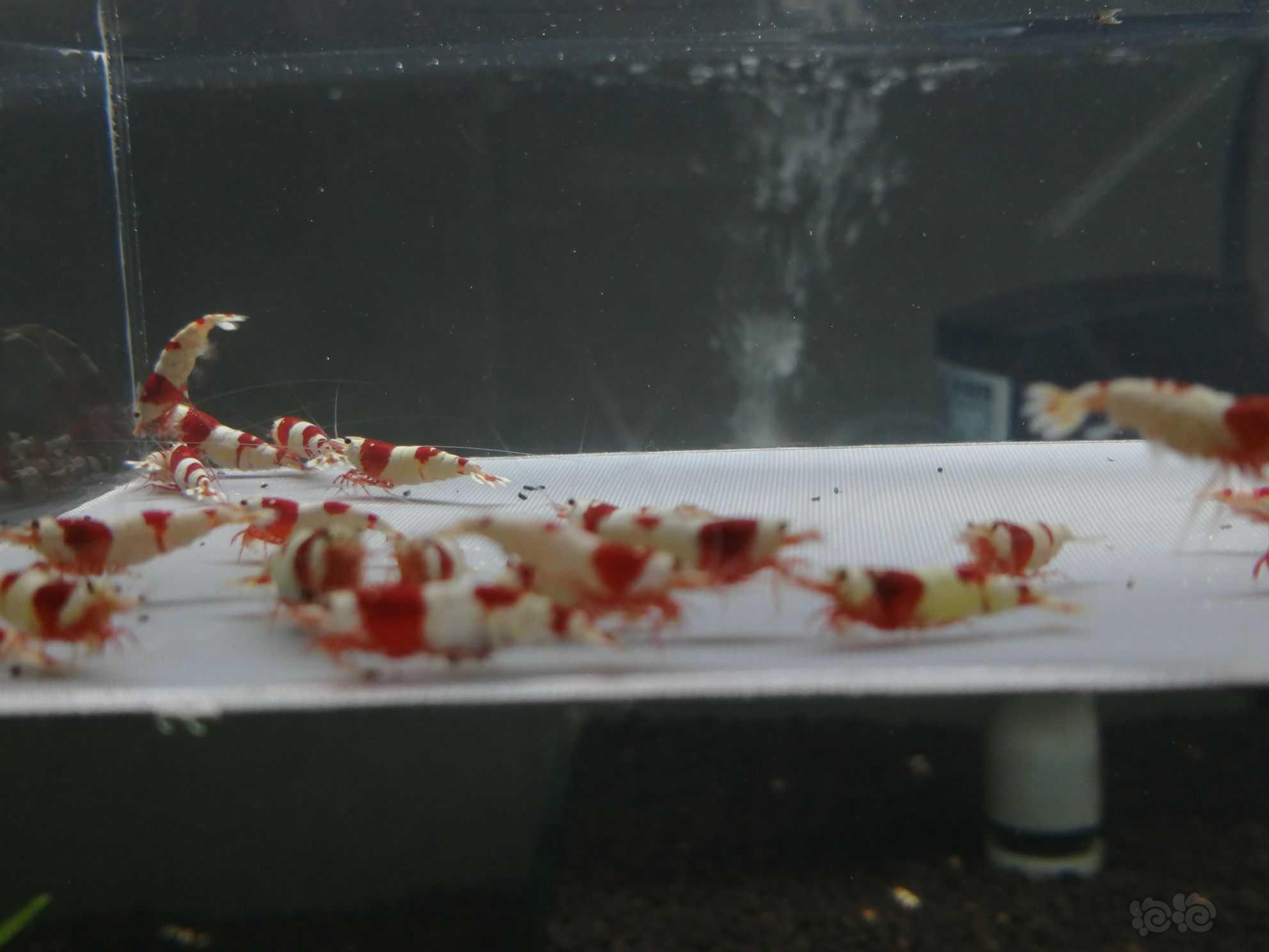 【虾】2021-07-27＃RMB拍卖纯血红白繁殖组28只。-图5