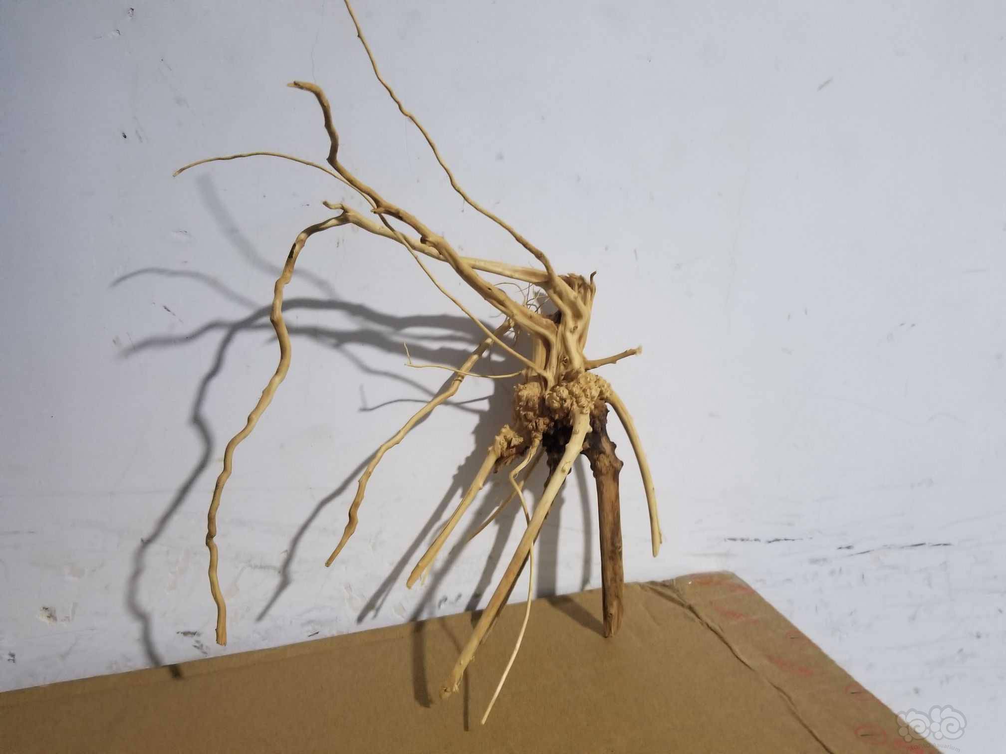 20210723rmb拍卖杜鹃根1份