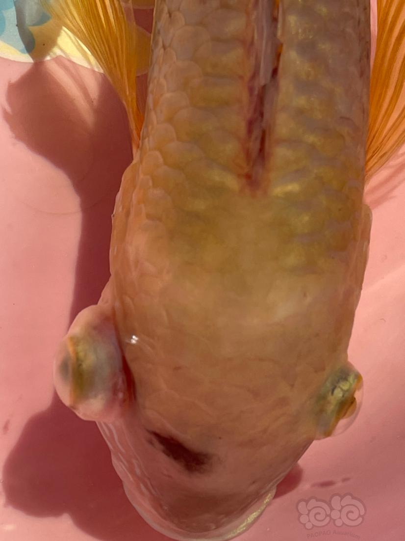 金鱼斜管虫患病图片图片