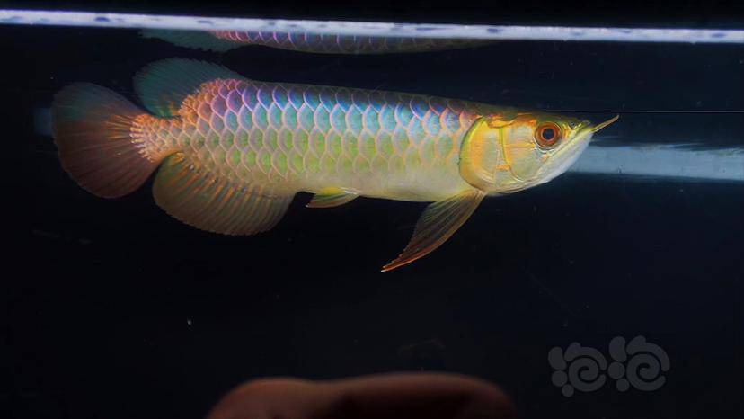 龙鱼古典蓝底过背金龙