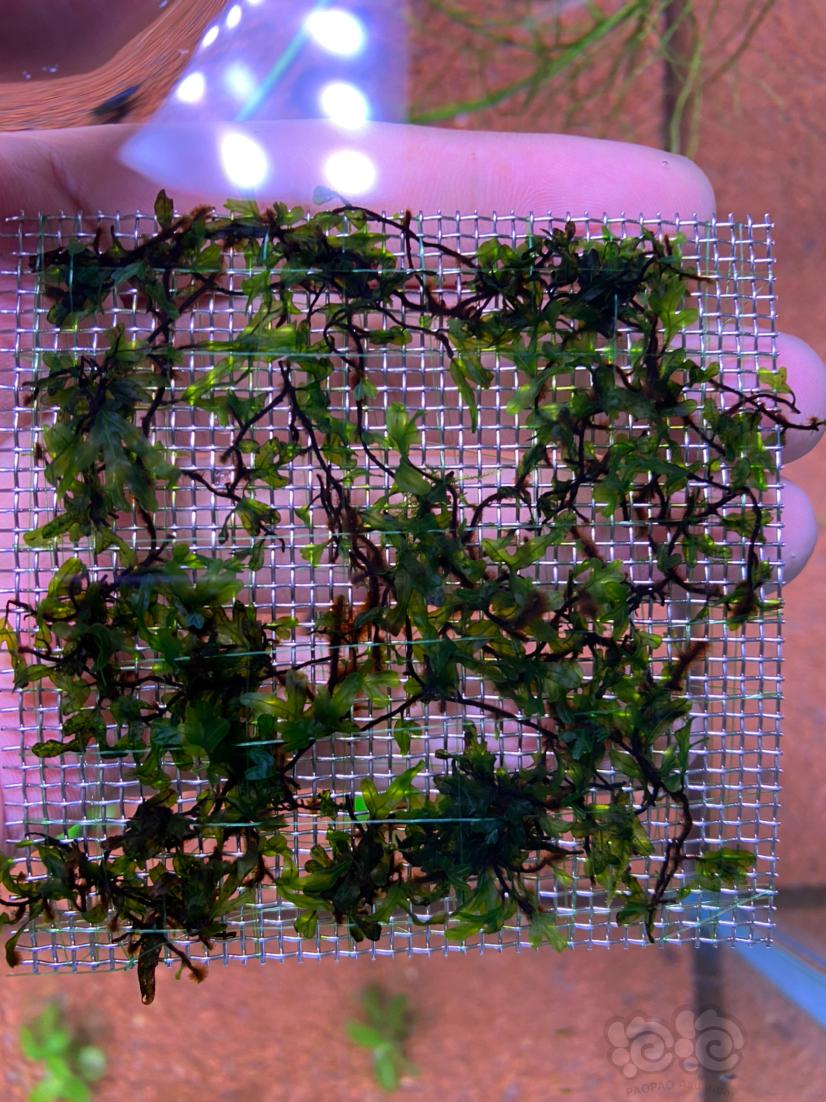 翅脉蕨，稀有水草，8*8cm定植钢片，出10片-图1
