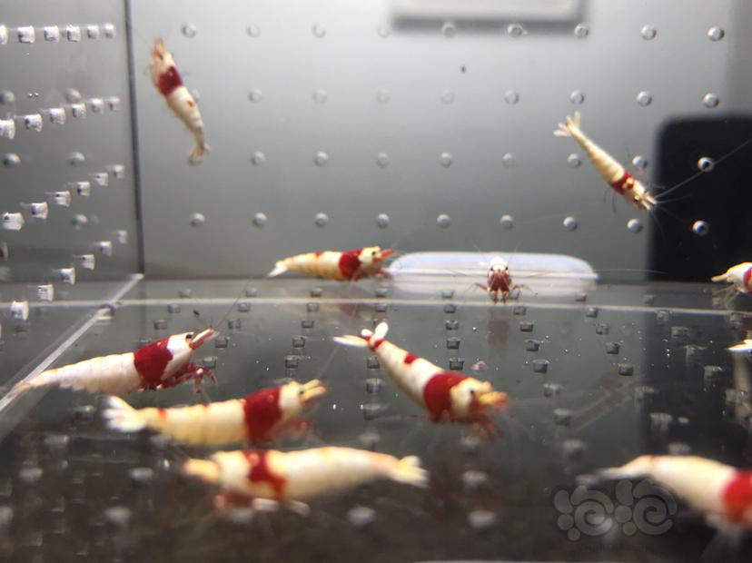 【虾】2021-7-5#RMB拍卖#纯血红白水晶虾一份15只-图3