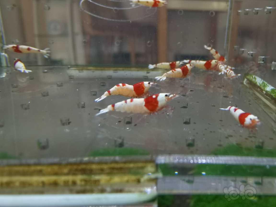 【虾】2021-07-01＃RMB拍卖红白水晶虾20只-图1