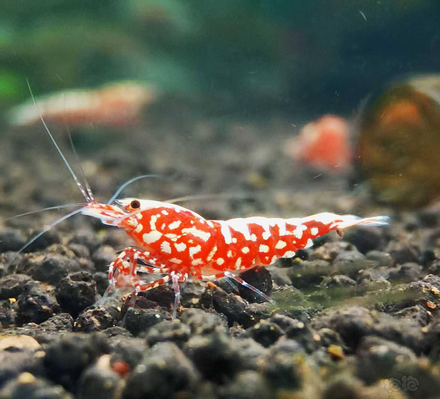 2021715rmb拍卖红银河雪花水晶虾一份2只