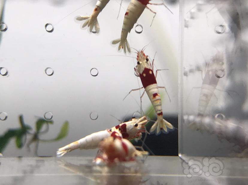 【虾】2021-07-20#RMB拍卖#纯血红白水晶虾一份10只-图7