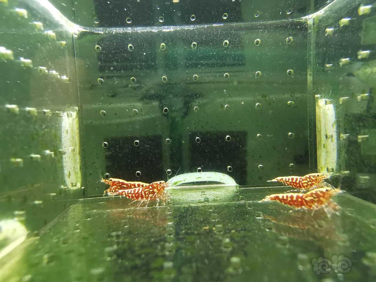 【虾】2021-07-14#RMB拍卖#红银河星钻水晶虾一份4只-图5