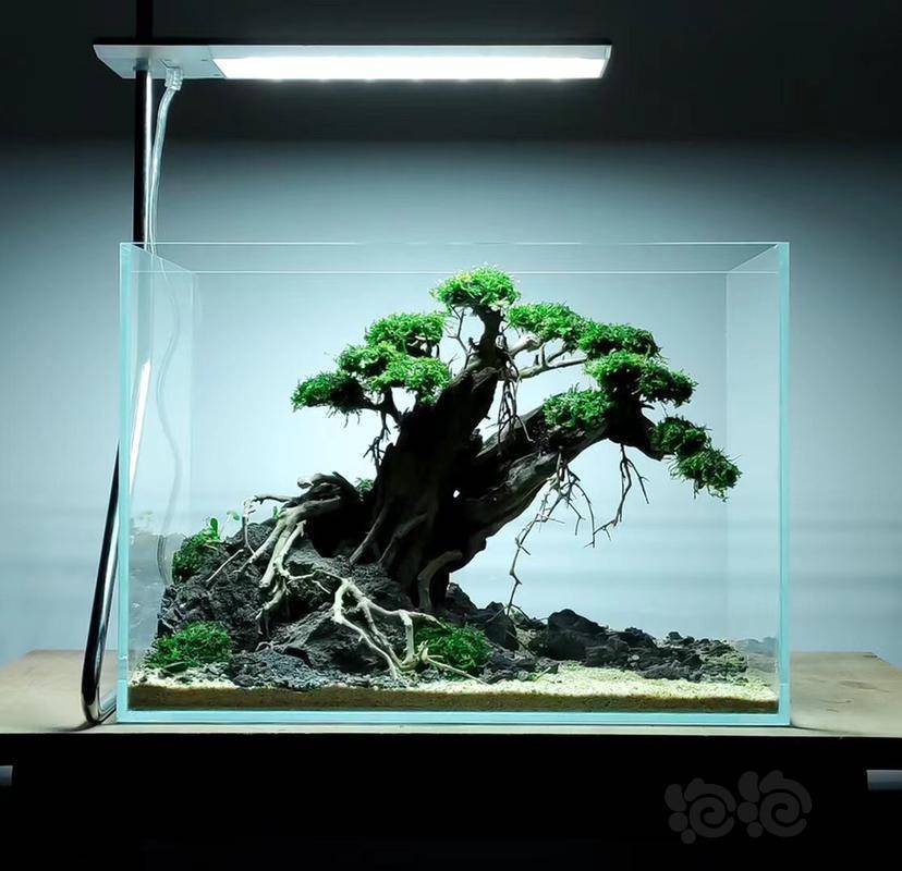 每日分享,造景缸希望对大家有所帮助!