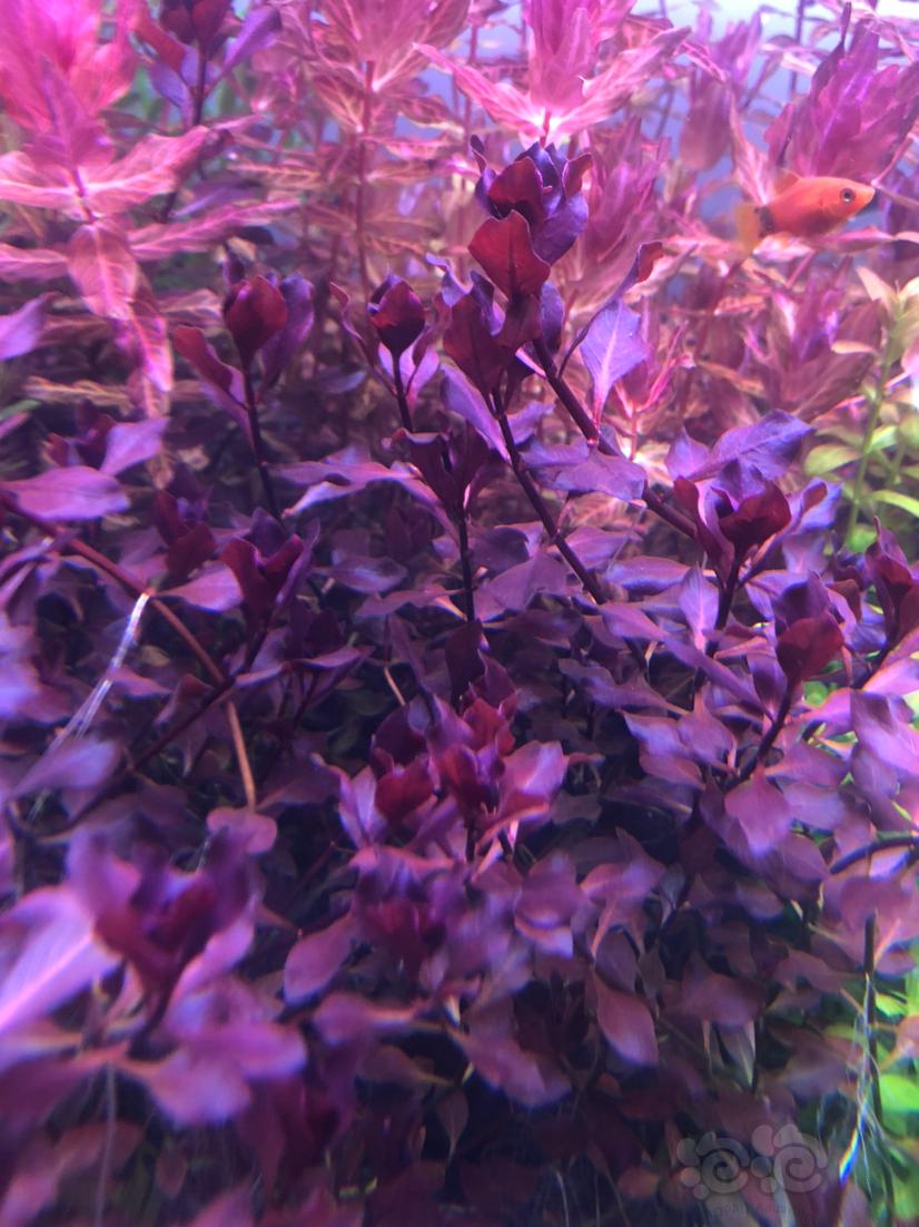 紫红丁香水草水上叶图片