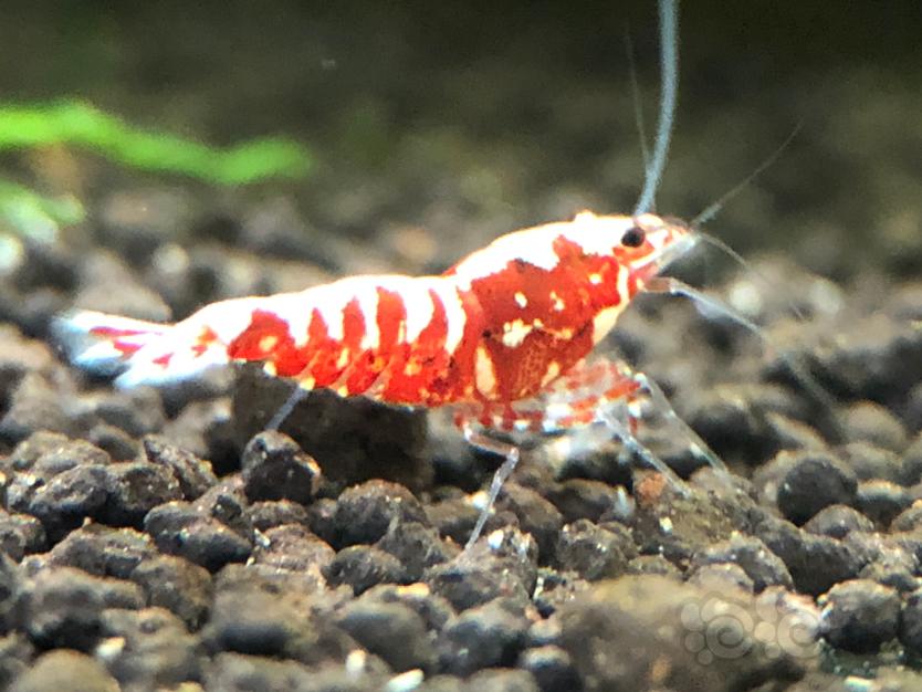 【虾】2021-7-23#RMB拍卖红银河幼虾10只-图1