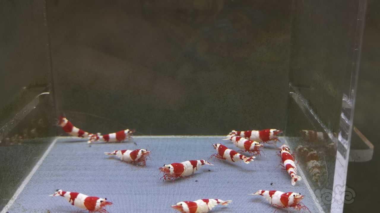 【虾】2021-07-21#RMB拍卖纯血红白2公10母-图8