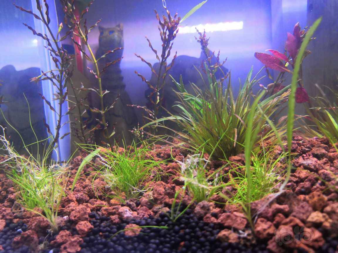 水草造景和种植 螺旋烟花的学名叫什么啊?