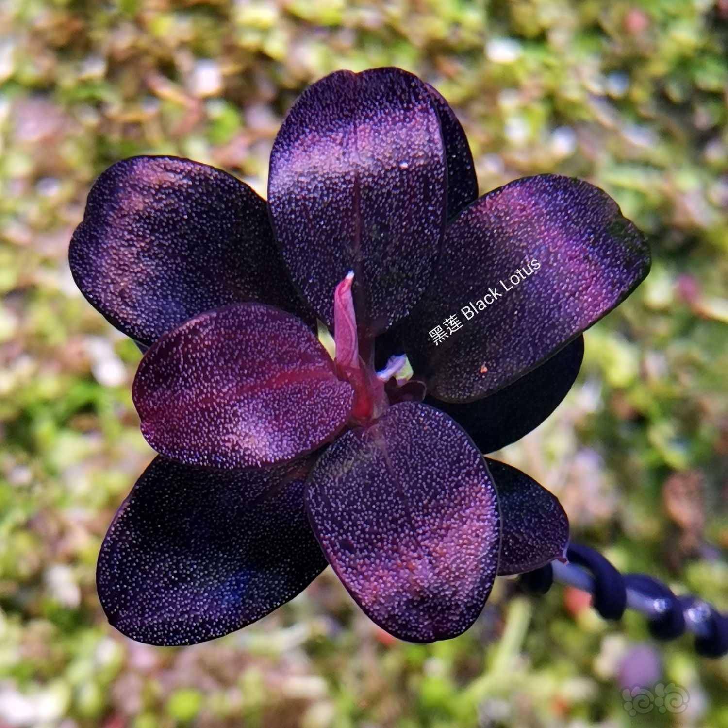 show域之黑莲blacklotus