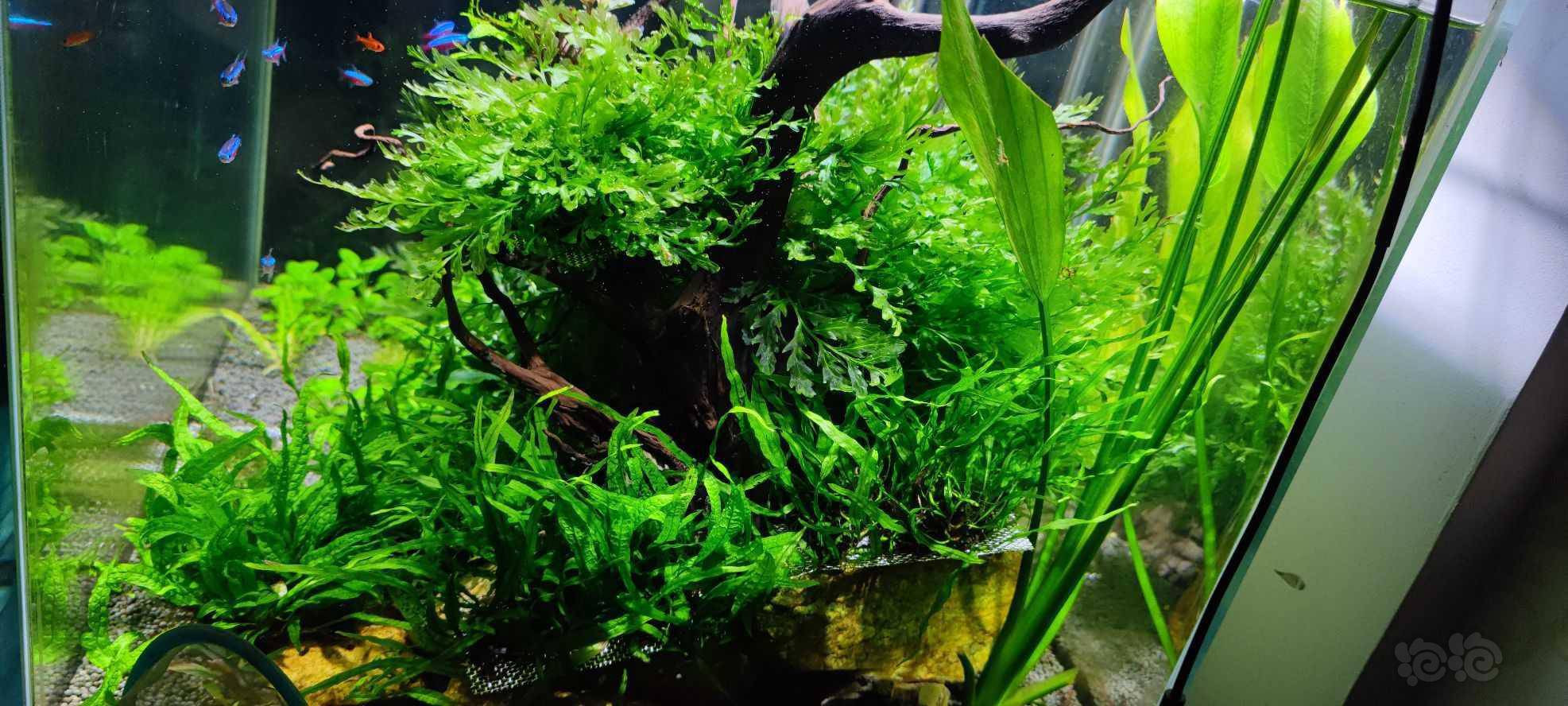 三十度缸温下的草缸