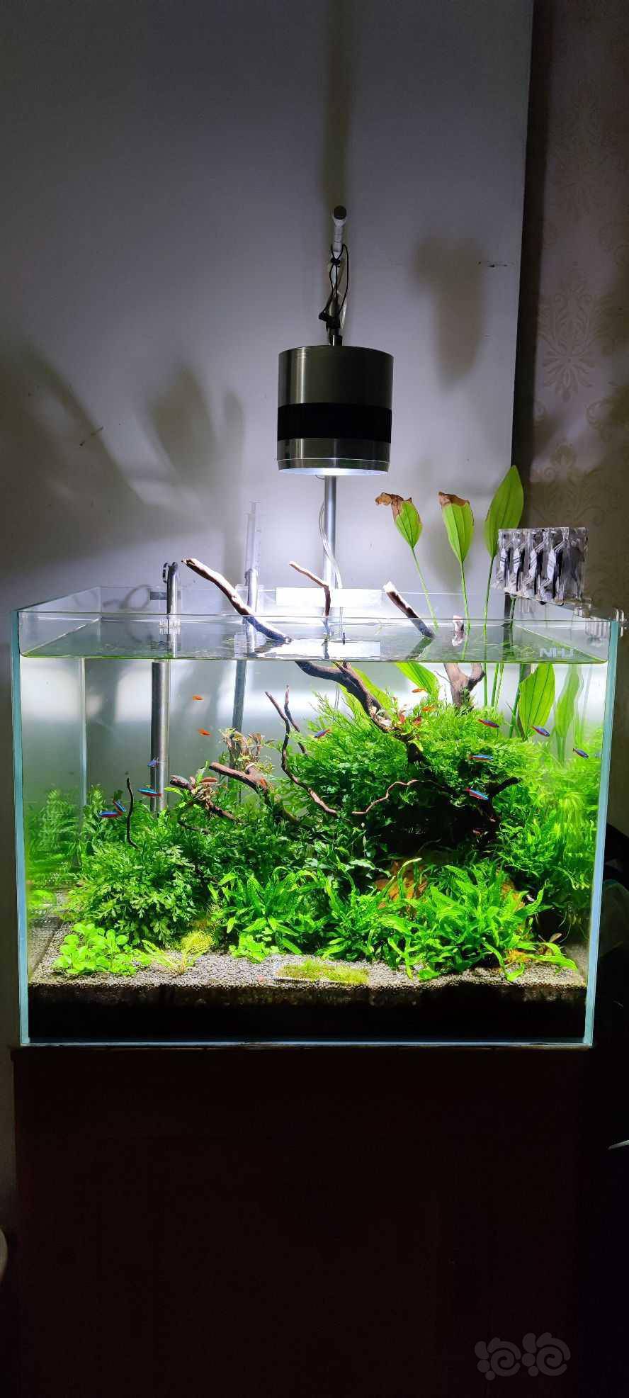 三十度缸温下的草缸