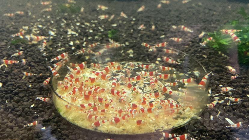 出售练手红白水晶虾小虾-图6