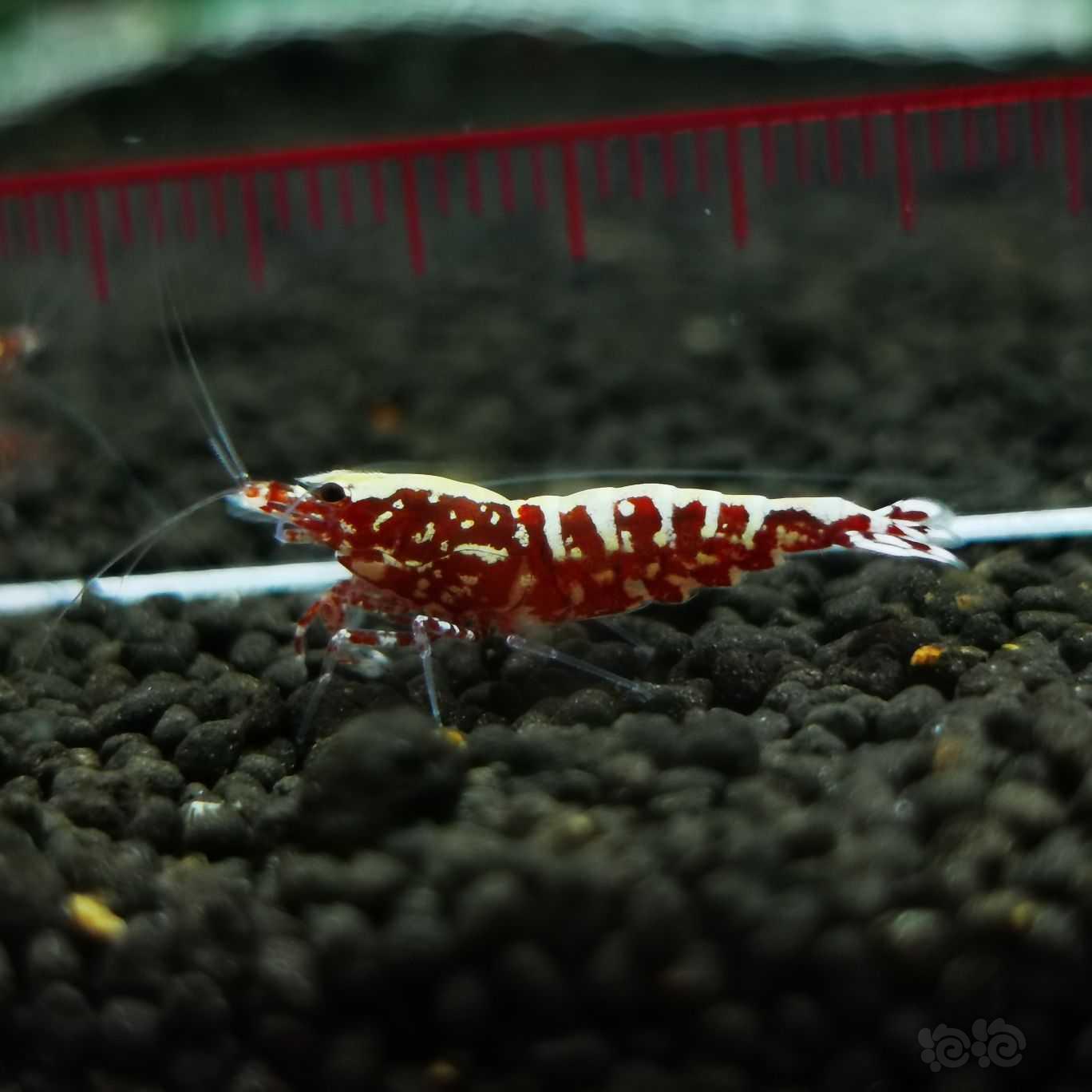 【虾】2021-07-25#RMB拍卖红银河雪花新成水晶虾一份2只-图3