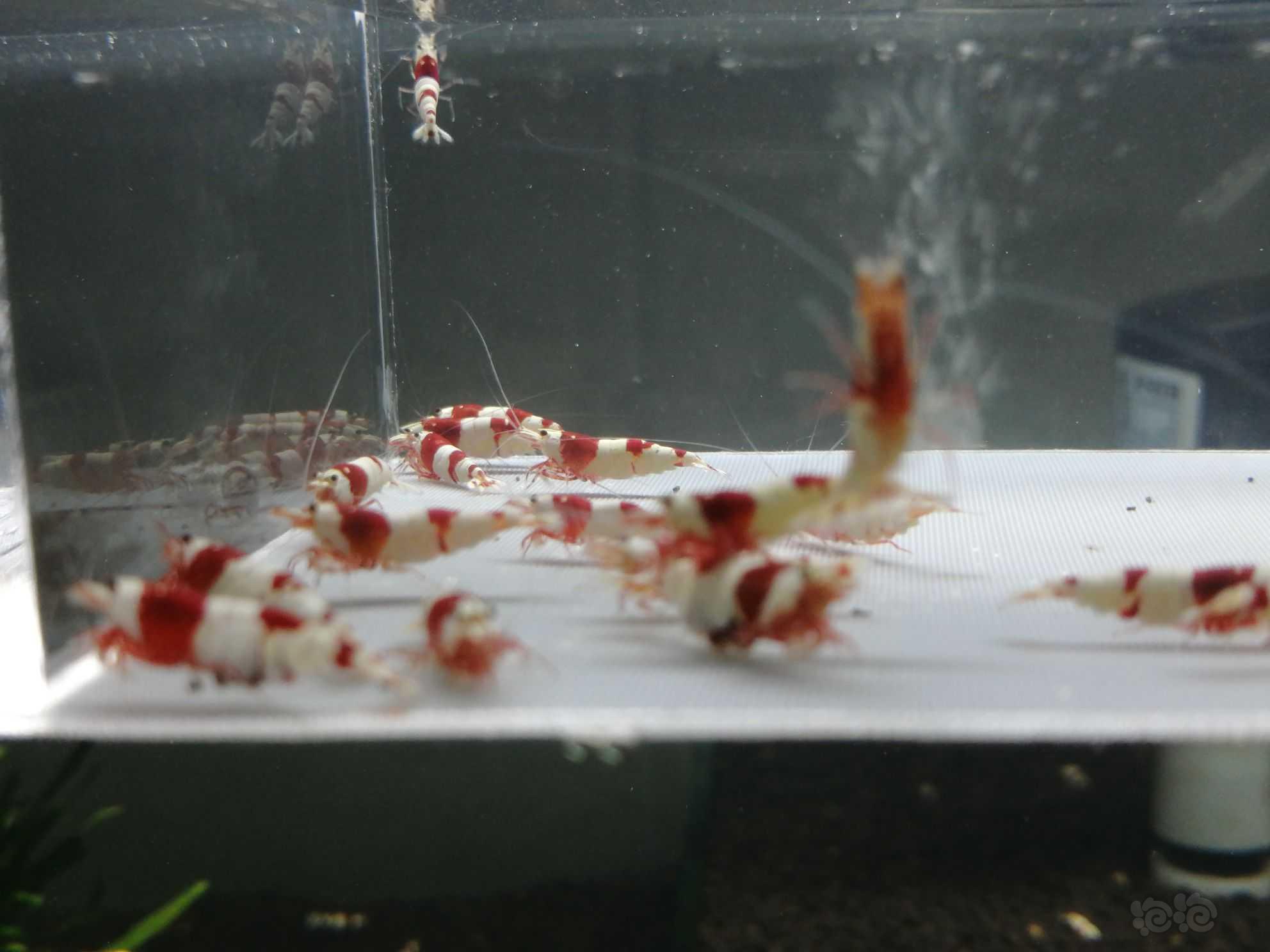 【虾】2021-07-27＃RMB拍卖纯血红白繁殖组28只。-图4