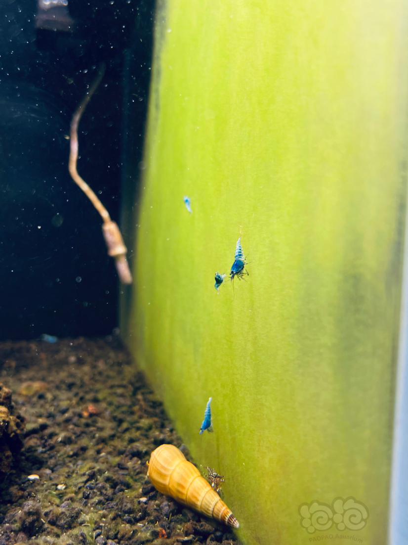 小小小蓝虾-图1