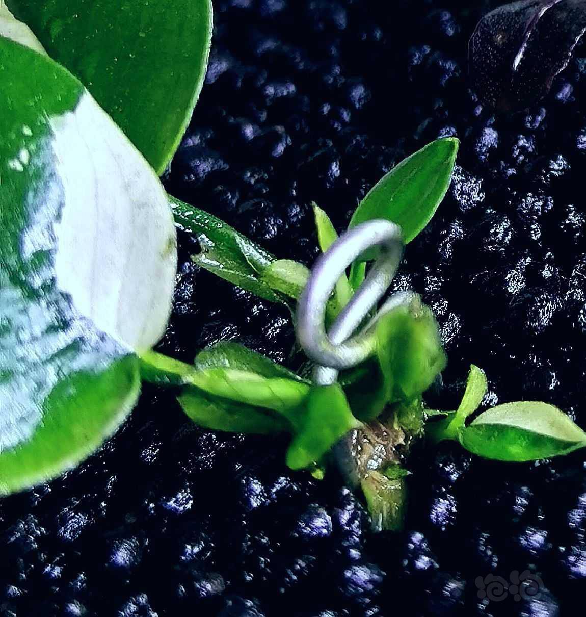 爆芽了的熊猫榕