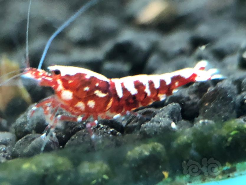 【虾】2021-7-12#RMB拍卖 红银河小虾8只-图6