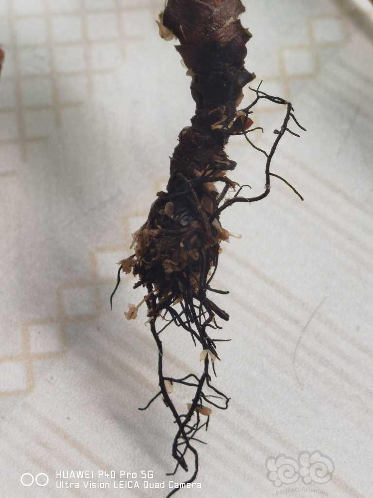 【食虫】浅谈猪笼草烂根的处理方式-图4