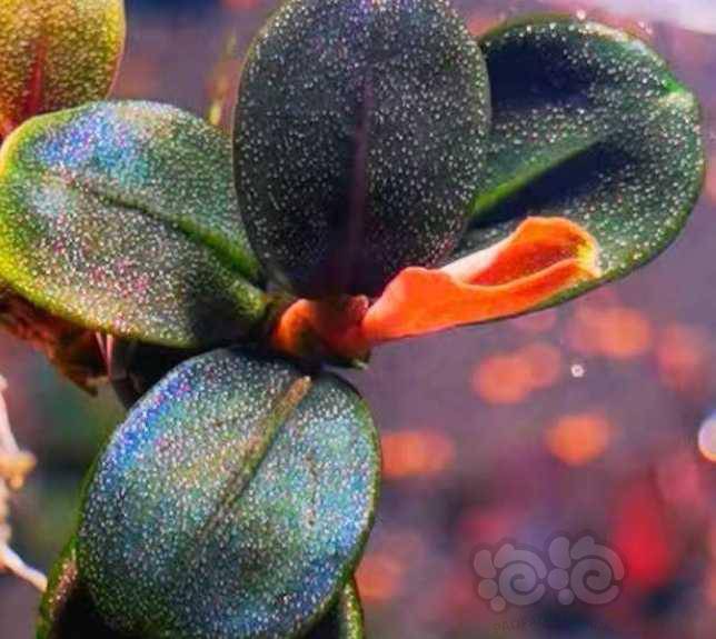 辣椒榕—圆叶品种