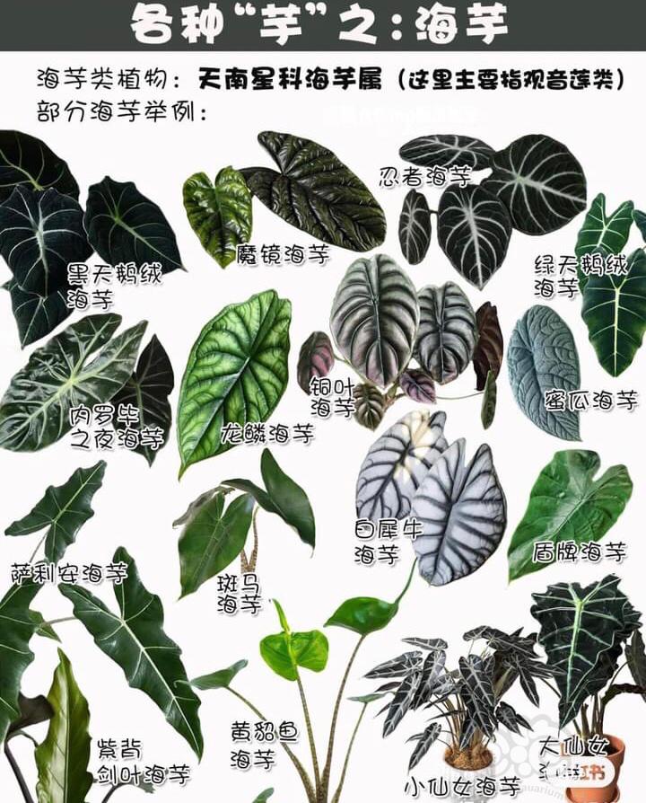 【雨林】天南星科植物科普（敬请收藏学习）-图1