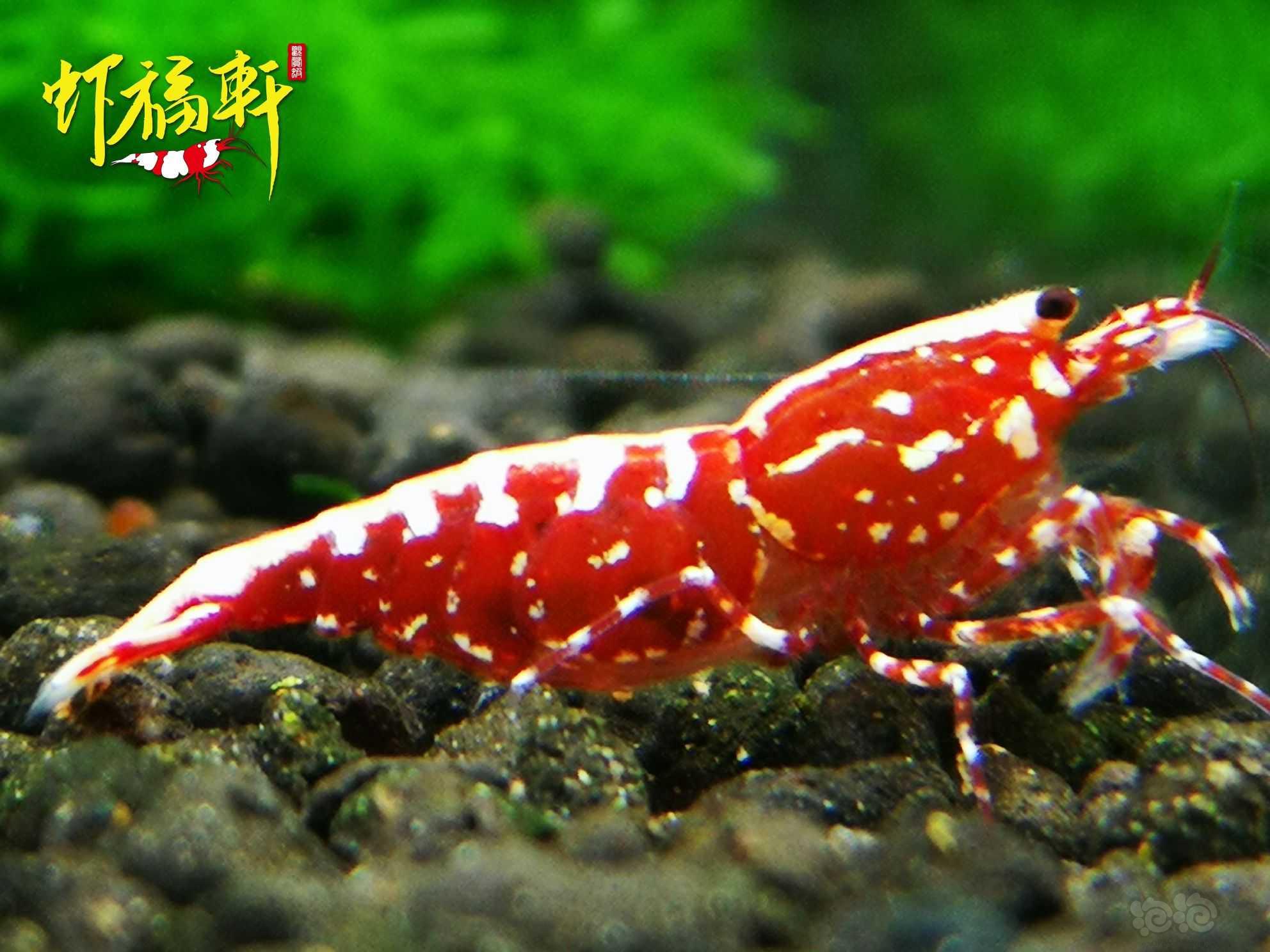 【虾】2021-07-12#RMB拍卖#红银河星钻2只-图1