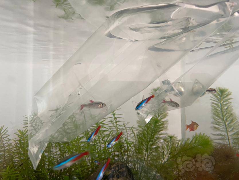 【灯科鱼】红太狼入缸