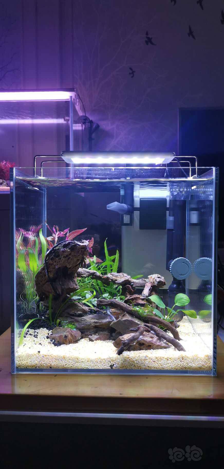 水草造景和种植 来个25的方缸回复 分享 分享到微信