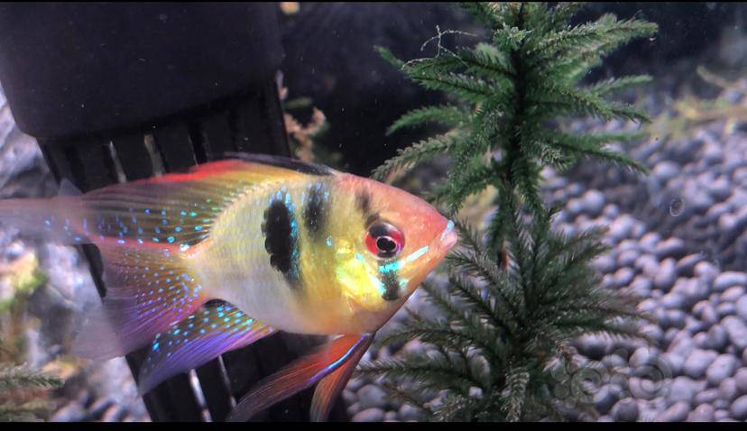 其它养鱼新手求各位大佬看看荷兰凤凰球是不是头洞