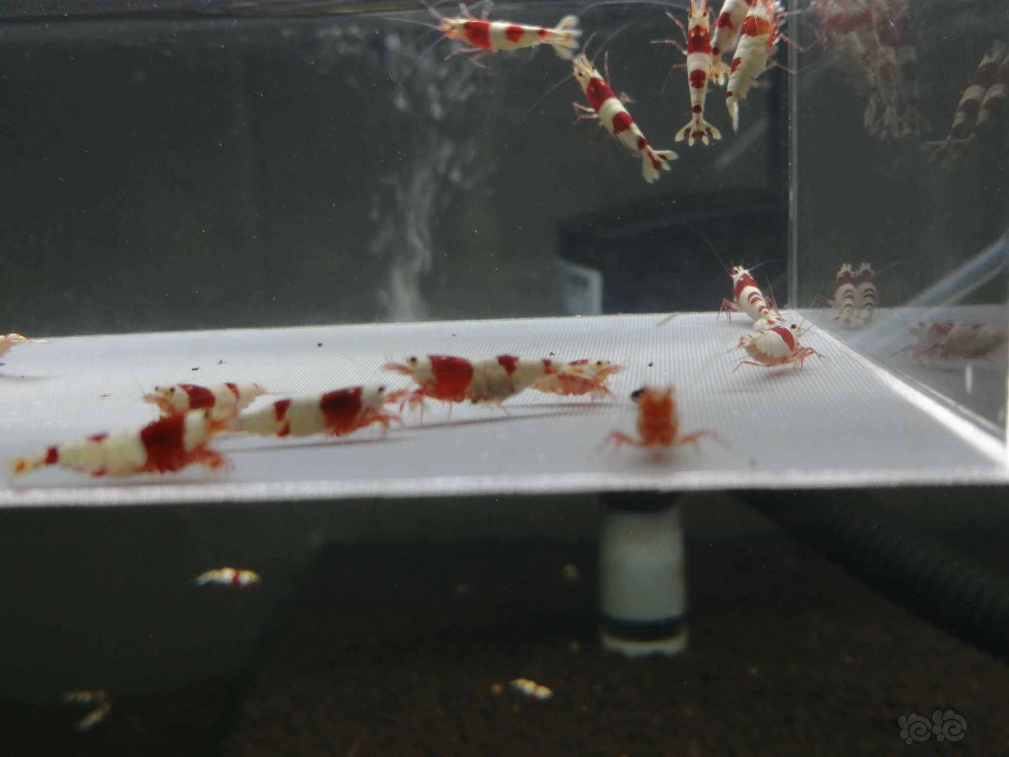 【虾】2021-07-27＃RMB拍卖纯血红白繁殖组28只。-图3