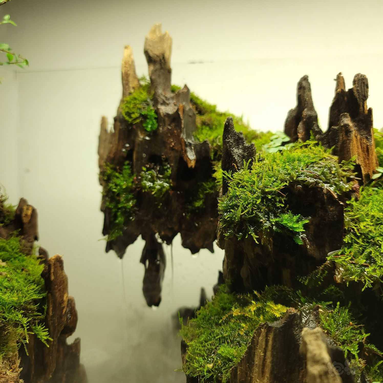 建缸日记试一下虾木做水陆缸