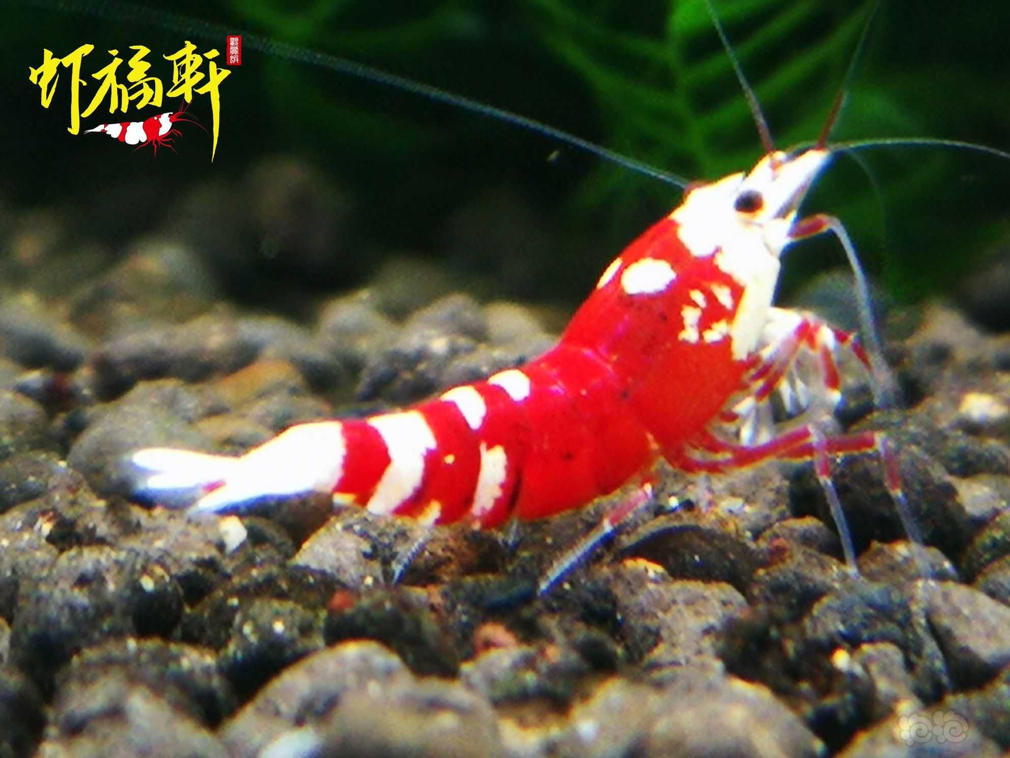 【虾】2021-07-05#RMB拍卖#红花虎小虾4只-图2