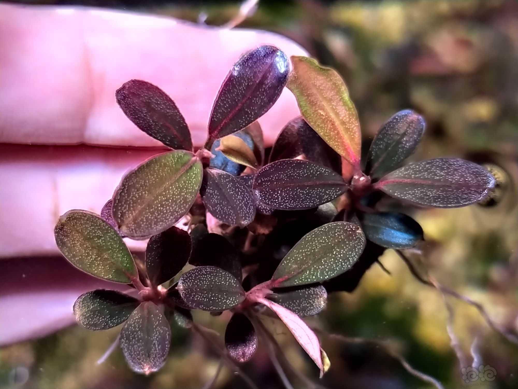 请教辣椒榕品种