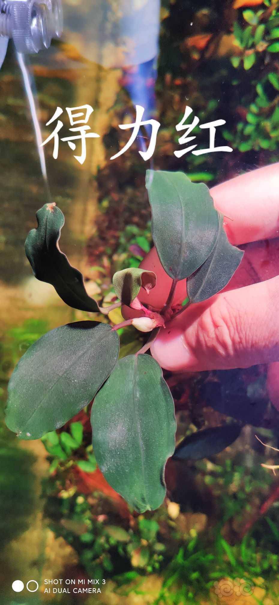 养殖辣椒榕记录2