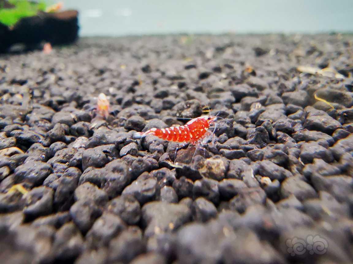 【虾】2021-7-20#RMB拍卖红银河苗子6只-图6