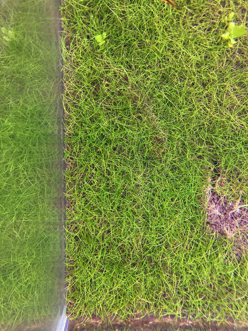 出一缸迷你牛毛