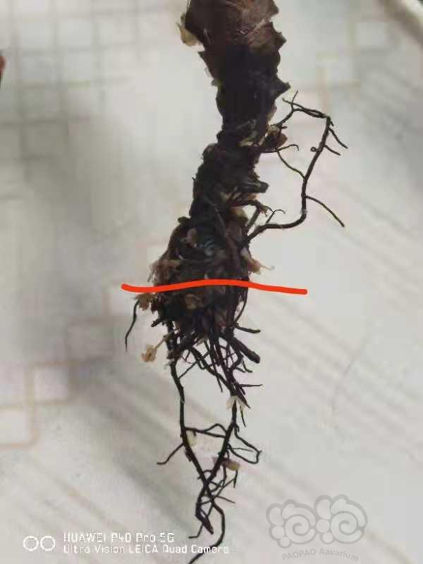 【食虫】浅谈猪笼草烂根的处理方式-图5
