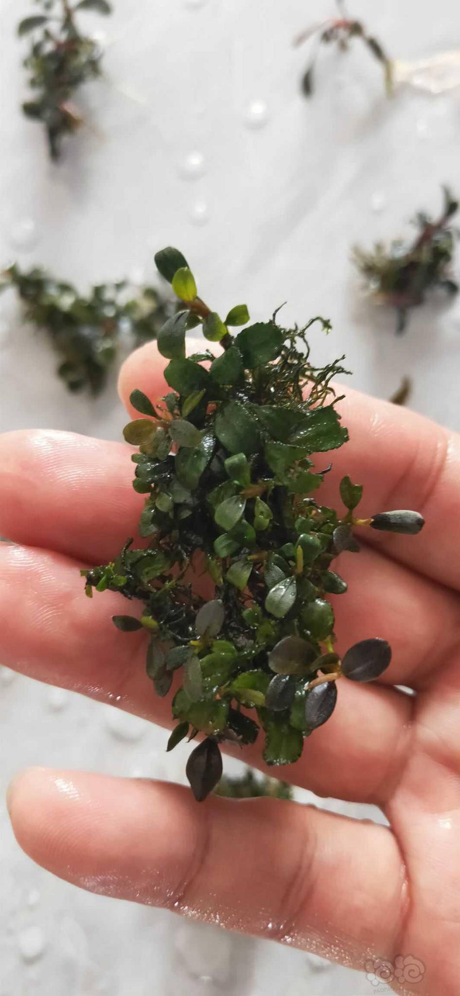 辣椒榕迷你丛小叶型出售