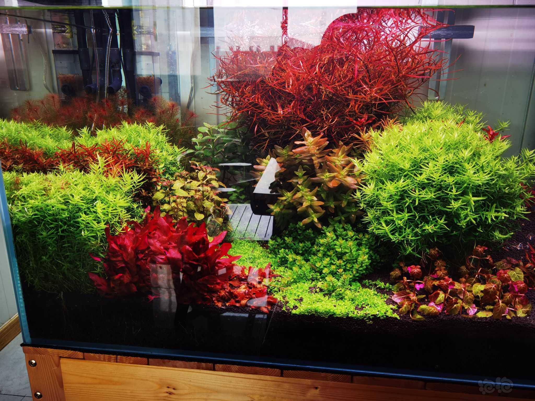 大红梅>70颗 绿宫>70颗 45包邮不偏远-图1