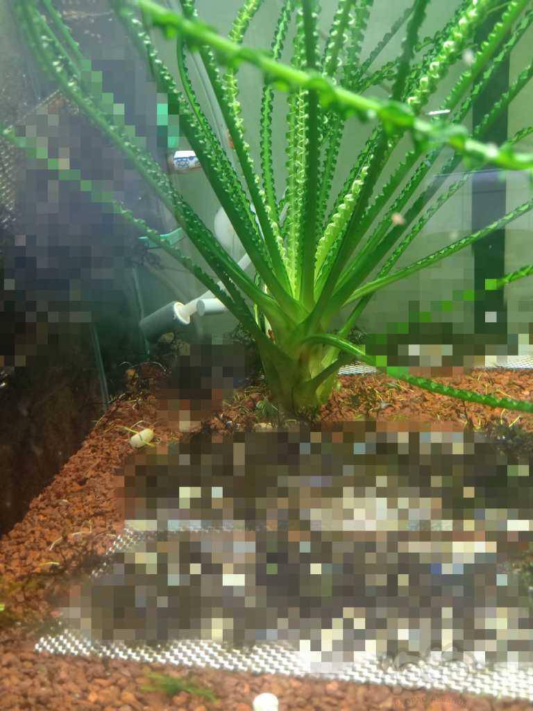 水草造景和种植 龙鞭回复 分享 分享到微信              分享到微博