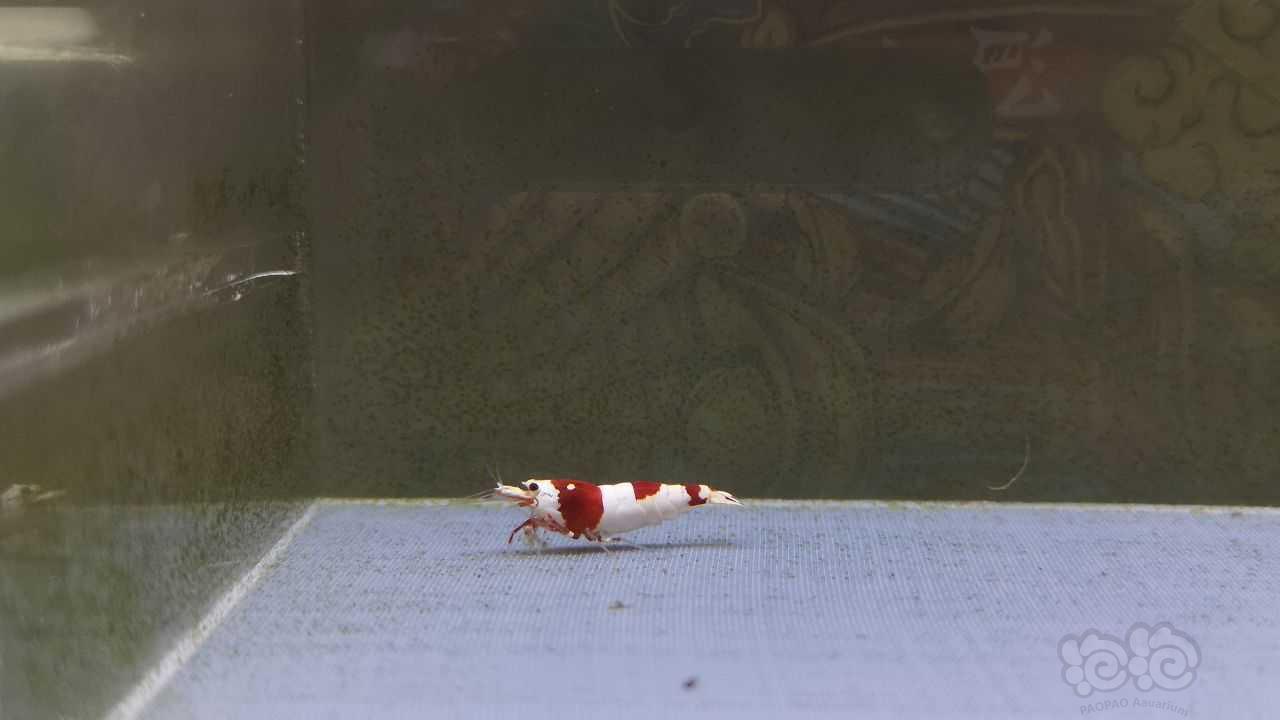 【虾】2021-07-12#RMB拍卖一线纯血红白一公一母-图4