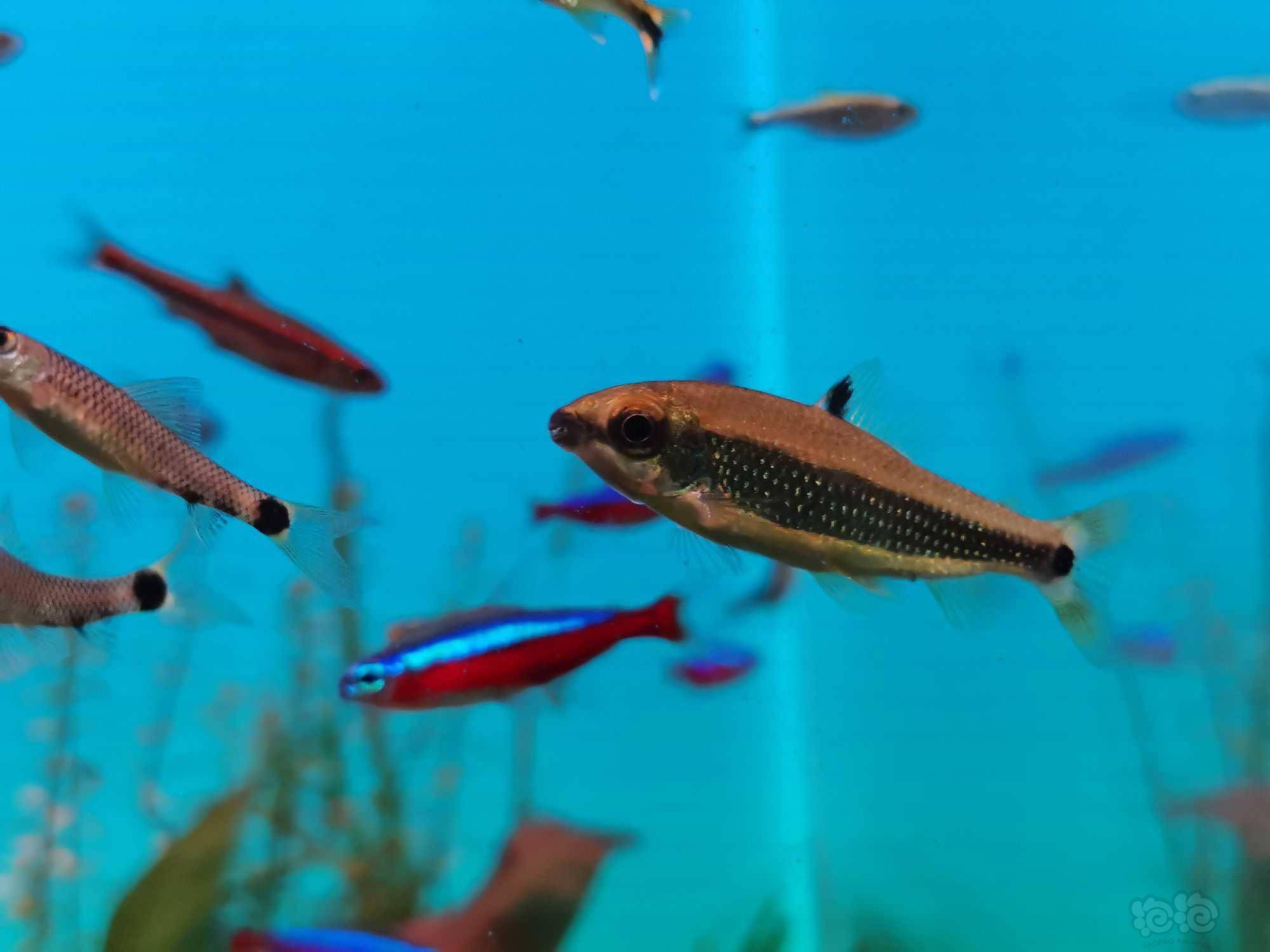 灯科鱼绿带金点皇冠