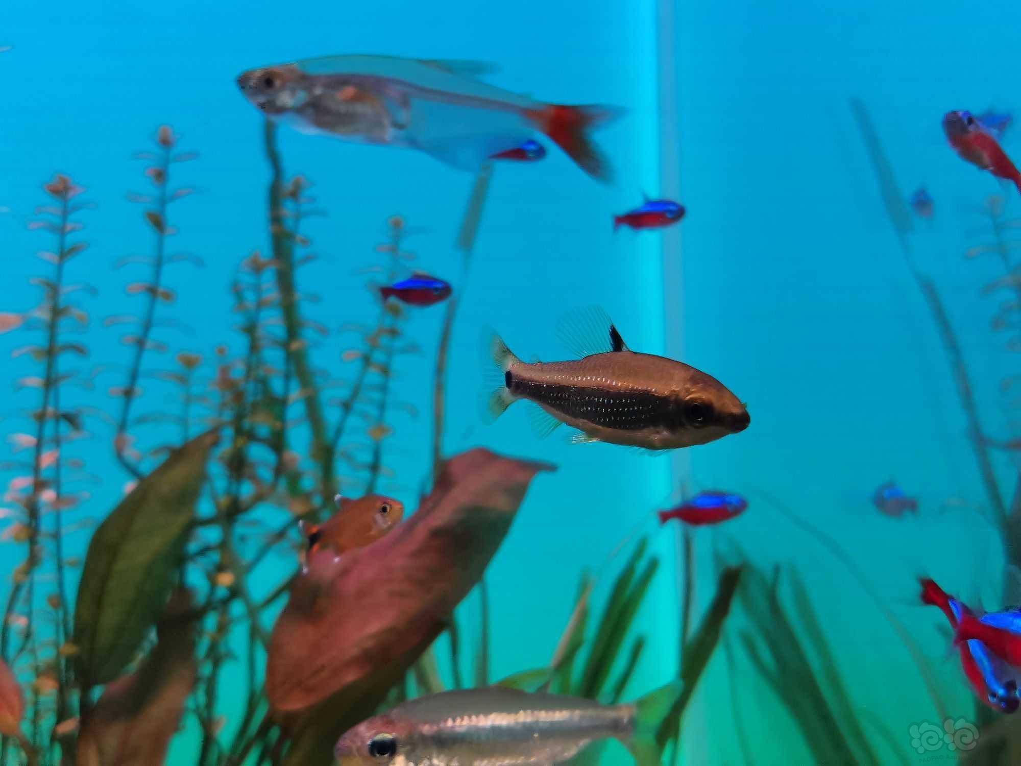 灯科鱼绿带金点皇冠